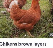 Chikens brown layers