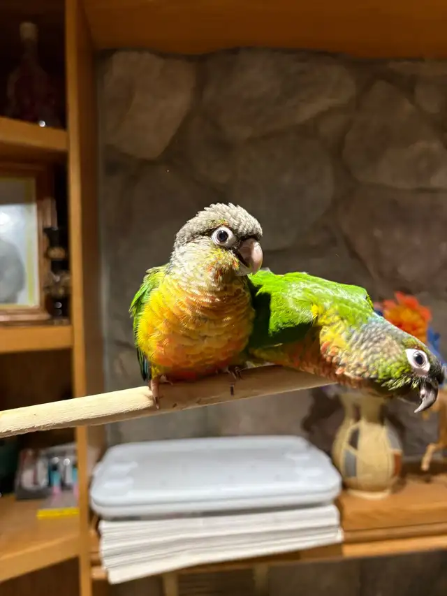 ❤️ Baby Conures For Sale Friendly and tamed ❤️