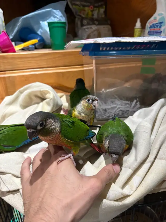 ❤️ Baby Conures For Sale Friendly and tamed ❤️ - Photo 2