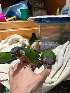 ❤️ Baby Conures For Sale Friendly and tamed ❤️ - Photo 2