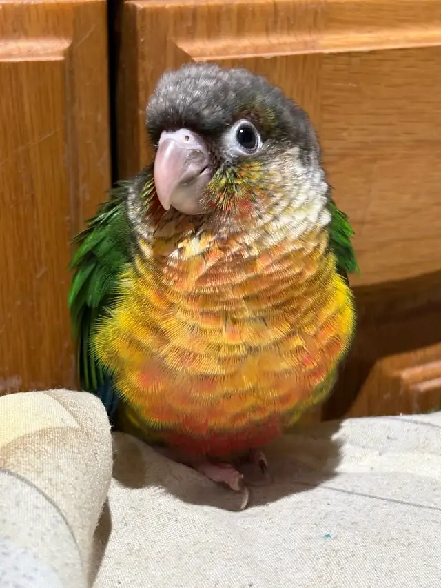 ❤️ Baby Conures For Sale Friendly and tamed ❤️ - Photo 4