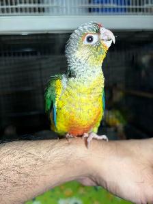 ❤️ Baby Conures For Sale Friendly and tamed ❤️ - Photo 6