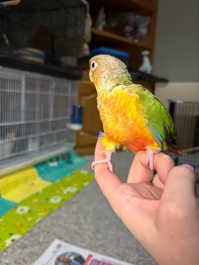 ❤️ Baby Conures For Sale Friendly and tamed ❤️ - Photo 7