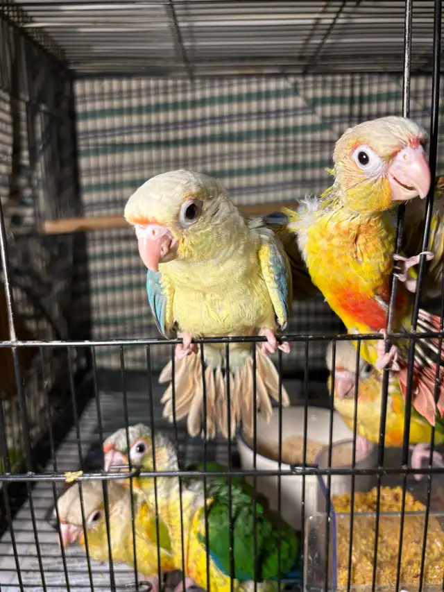 ❤️ Baby Conures For Sale Friendly and tamed ❤️ - Photo 8