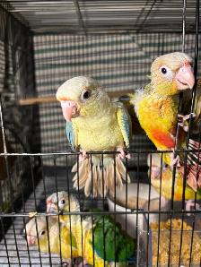 ❤️ Baby Conures For Sale Friendly and tamed ❤️ - Photo 8