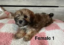 Cotton DeTulear x Long Haired Chihuahua