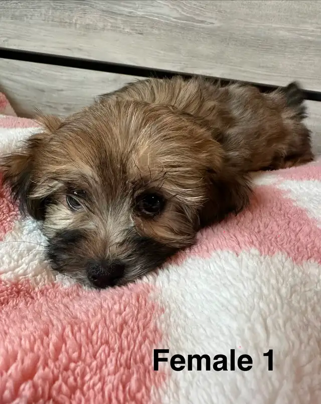 Cotton DeTulear x Long Haired Chihuahua - Photo 2