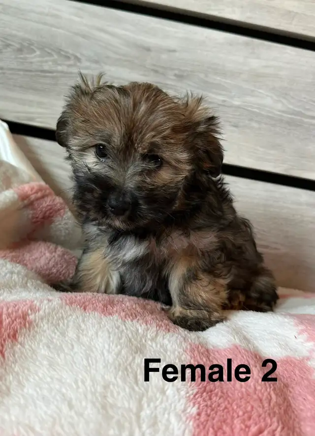 Cotton DeTulear x Long Haired Chihuahua - Photo 3