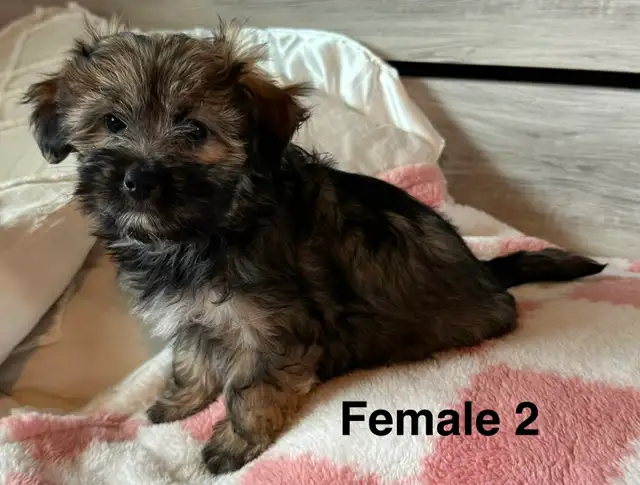 Cotton DeTulear x Long Haired Chihuahua - Photo 4