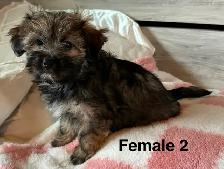 Cotton DeTulear x Long Haired Chihuahua - Photo 4