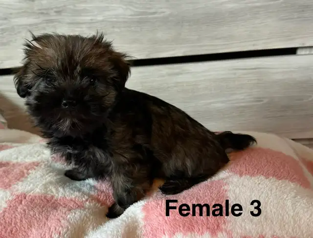 Cotton DeTulear x Long Haired Chihuahua - Photo 6