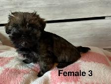 Cotton DeTulear x Long Haired Chihuahua - Photo 6