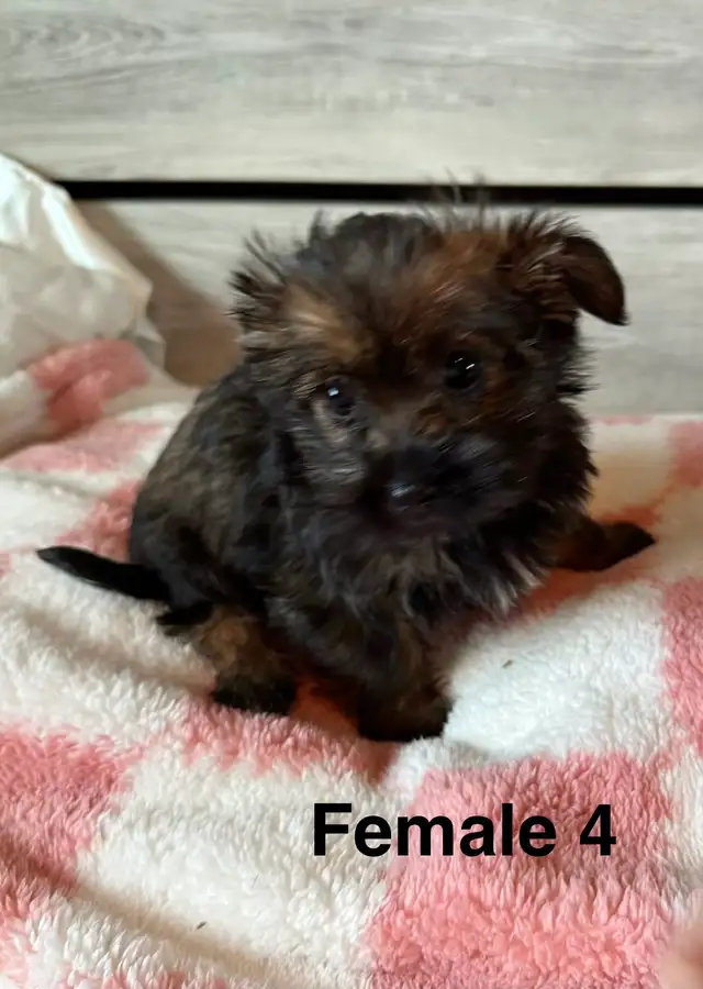 Cotton DeTulear x Long Haired Chihuahua - Photo 7