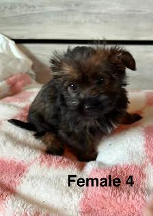 Cotton DeTulear x Long Haired Chihuahua - Photo 7