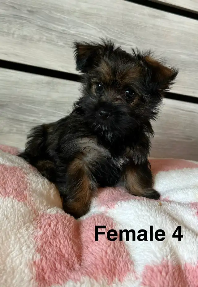 Cotton DeTulear x Long Haired Chihuahua - Photo 8