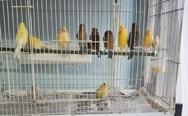 Canaries For Sale | Mature Female $60 | 5 week old Canary $40