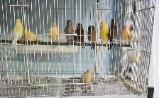 Canaries For Sale | Mature Female $60 | 5 week old Canary $40