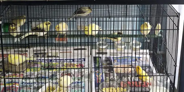 Canaries For Sale | Mature Female $60 | 5 week old Canary $40 - Photo 2