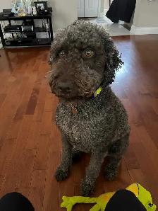 Labradoodle