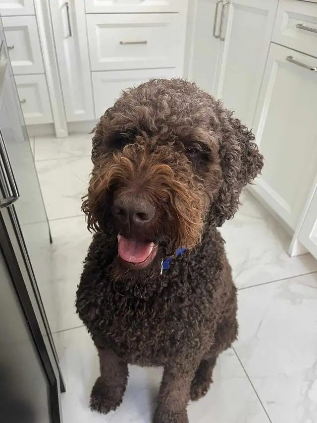 Labradoodle - Photo 2