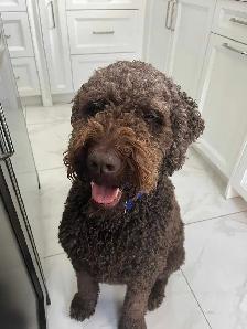 Labradoodle - Photo 2