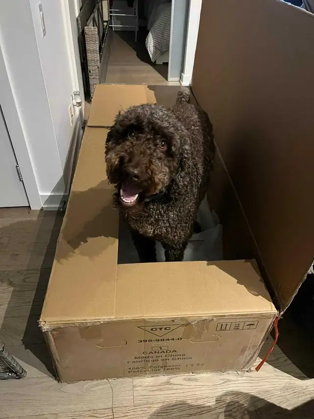 Labradoodle - Photo 3