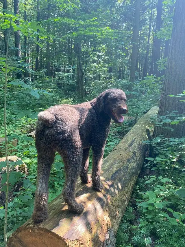 Labradoodle - Photo 4