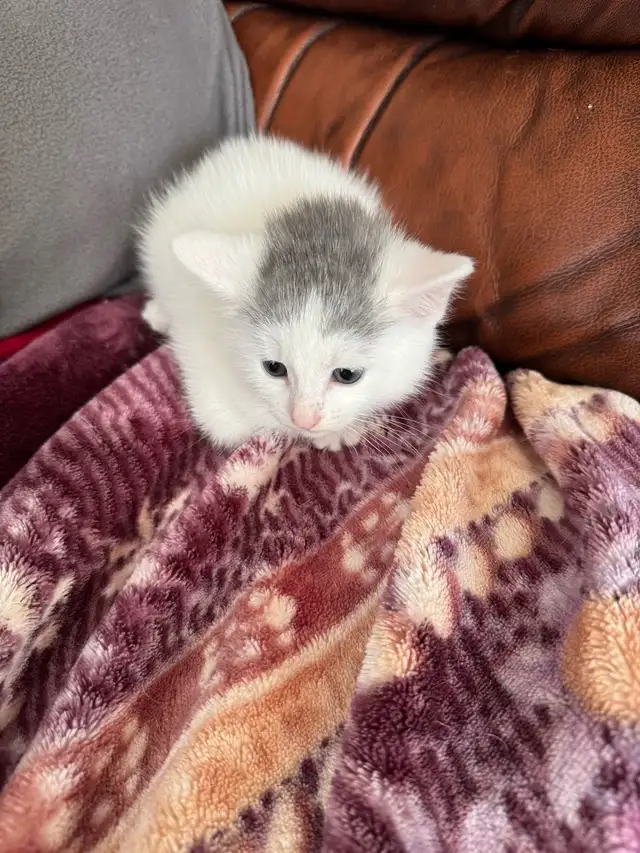 chaton angora sont prêts à partir 819-230-4909 - Photo 2