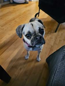 Cage-Free Pet Boarding in Barrhaven - Photo 2