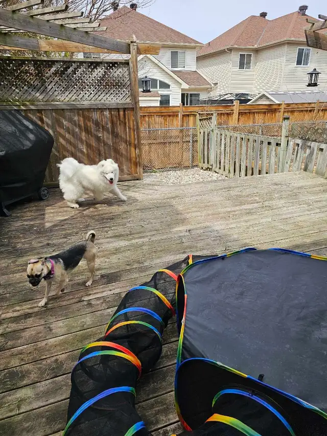 Cage-Free Pet Boarding in Barrhaven - Photo 3