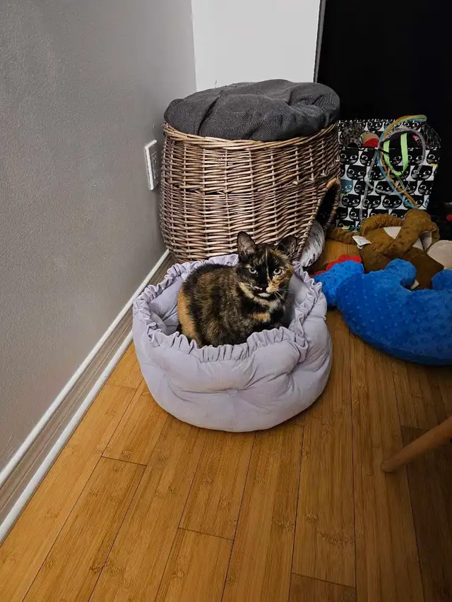 Cage-Free Pet Boarding in Barrhaven - Photo 5