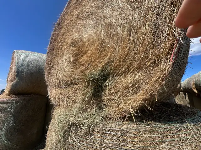 Hay for sale - Photo 2