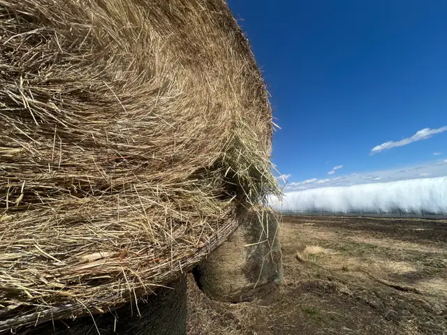 Hay for sale - Photo 3