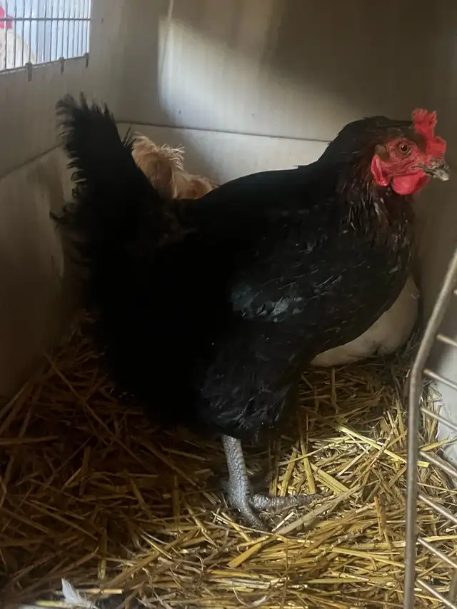 black rooster and different chickens