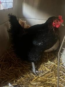 black rooster and different chickens