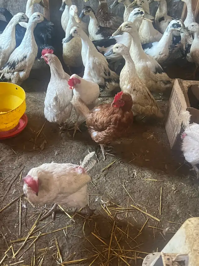 black rooster and different chickens - Photo 2