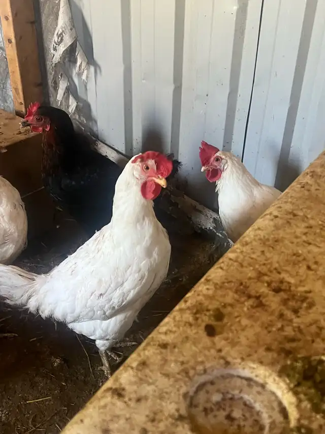 black rooster and different chickens - Photo 3