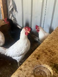 black rooster and different chickens - Photo 3