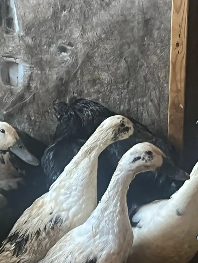 black rooster and different chickens - Photo 4