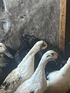 black rooster and different chickens - Photo 4