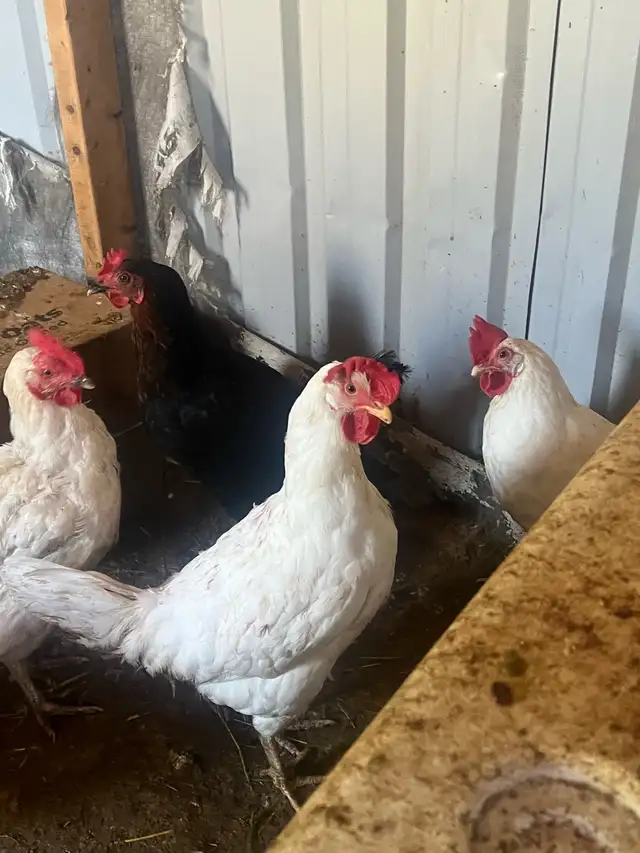 black rooster and different chickens - Photo 5