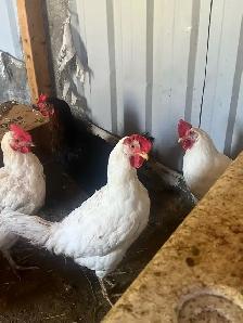 black rooster and different chickens - Photo 5