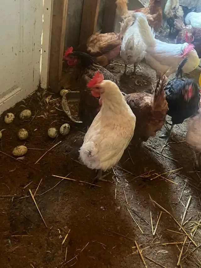 black rooster and different chickens - Photo 6