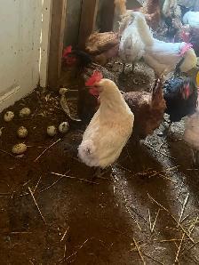 black rooster and different chickens - Photo 6