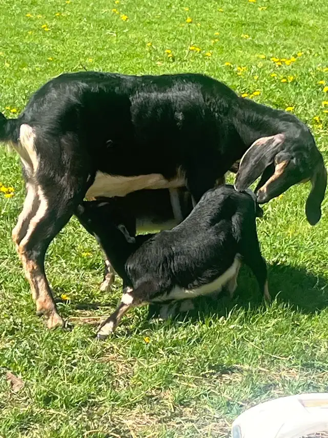 milky Nubine very big Goat male and female baby