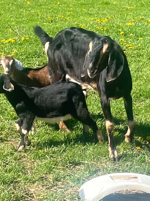 milky Nubine very big Goat male and female baby - Photo 2