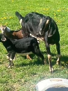 milky Nubine very big Goat male and female baby - Photo 2