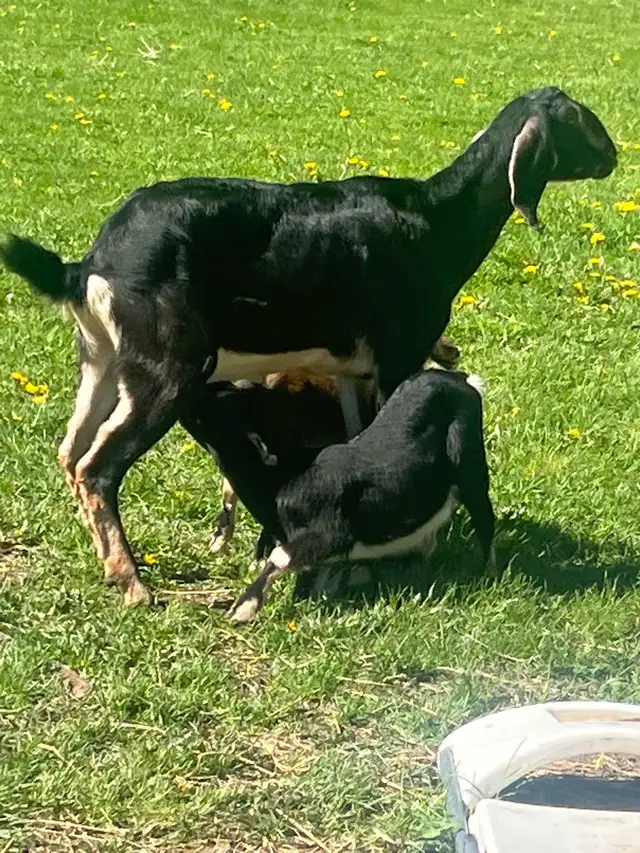 milky Nubine very big Goat male and female baby - Photo 3