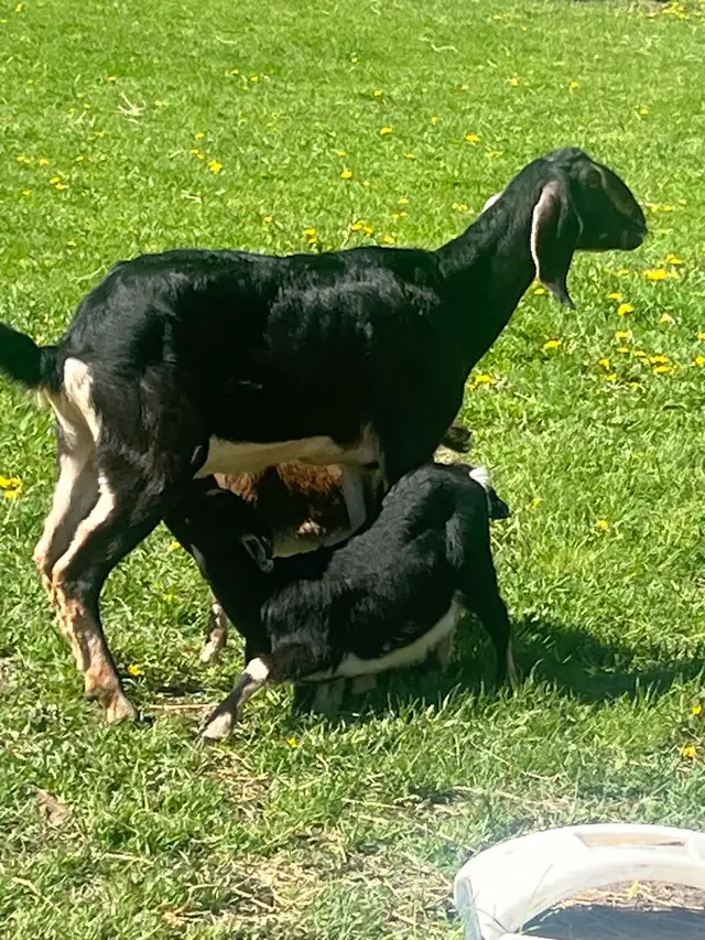 milky Nubine very big Goat male and female baby - Photo 4