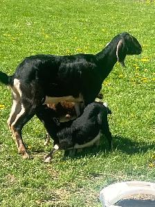 milky Nubine very big Goat male and female baby - Photo 4
